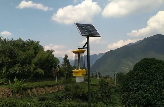 云飛自清蟲(chóng)殺蟲(chóng)燈保五峰茶綠色安全